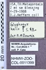 Etikett zu Glyphonyx helix (Smith & Balsbaugh, 1984)